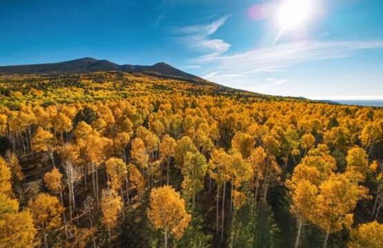 Flagstaff Fall Colors 2026: Best Places, When to Go & Where to Stay