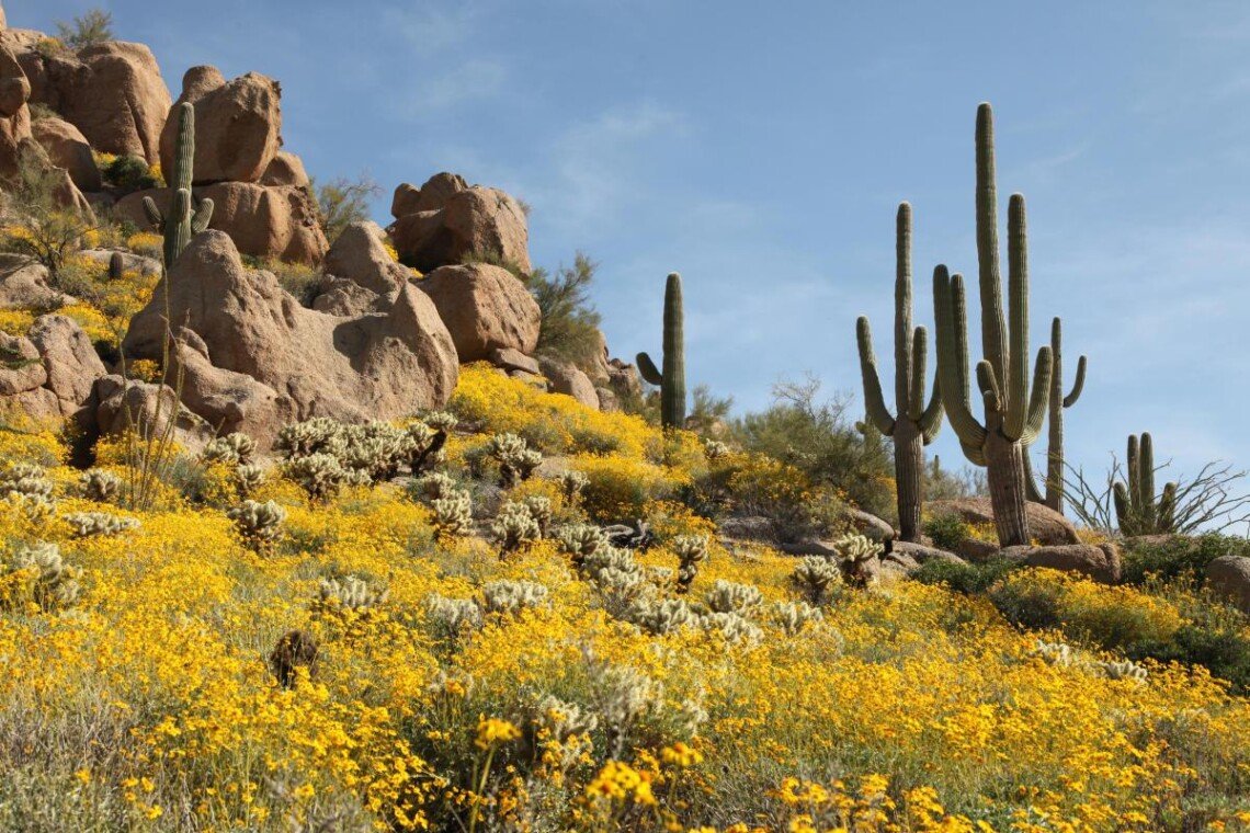 Best Time to Visit Phoenix for Good Weather, Lower Prices & Fewer Crowds