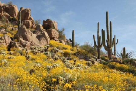 Best Time to Visit Phoenix for Good Weather, Lower Prices & Fewer Crowds