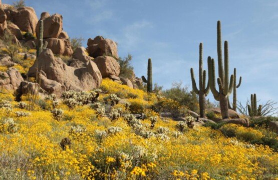 Best Time to Visit Phoenix for Good Weather, Lower Prices & Fewer Crowds