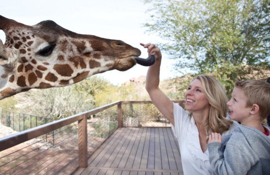 Phoenix With Kids: How to Plan a Family Trip Without Spending the Whole Day Driving